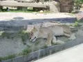 東武動物公園の写真_586762