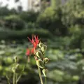 台北植物園の写真_598590