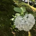 東福寺の写真_599080