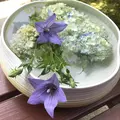 勝林寺の写真_599183