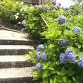柳谷観音(楊谷寺）の写真_599237