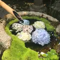 柳谷観音(楊谷寺）の写真_599238