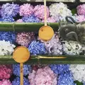 柳谷観音(楊谷寺）の写真_599239