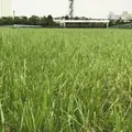 阪神競馬場の写真_599679