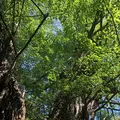 赤坂氷川神社の写真_600393
