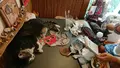 ねんねこ家の写真_601617