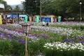 あやめ公園の写真_602690