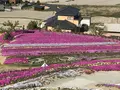 芝桜富士の写真_607355