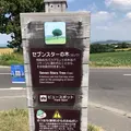 セブンスターの木の写真_608835