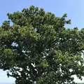セブンスターの木の写真_608836