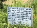 ケンとメリーの木の写真_608837