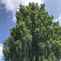 ケンとメリーの木の写真_608839