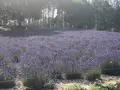 ファーム富田の写真_608860