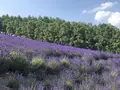 ファーム富田の写真_608863