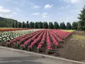 ファーム富田の写真_608864