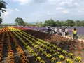 ファーム富田の写真_608865