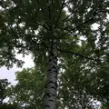 十勝千年の森の写真_608912