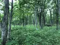 十勝千年の森の写真_608914