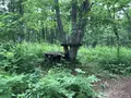 十勝千年の森の写真_608917