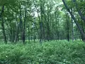 十勝千年の森の写真_608918