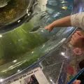 サケのふるさと 千歳水族館の写真_609288