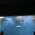 サケのふるさと 千歳水族館の写真_609289