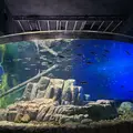 サケのふるさと 千歳水族館の写真_609290