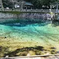 別府弁天池の写真_610807