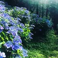 前山寺の写真_613359