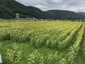 南光ひまわり畑の写真_617380