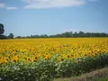 北竜町ひまわりの里の写真_623816