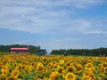 北竜町ひまわりの里の写真_623817