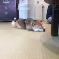 鎌倉乃豆柴カフェの写真_624639