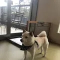 鎌倉乃豆柴カフェの写真_624640