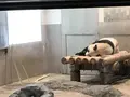 上野動物園の写真_624792