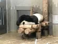 上野動物園の写真_624793