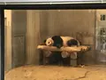 上野動物園の写真_624794
