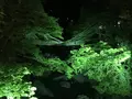 祖谷のかずら橋の写真_628224
