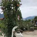 ハーブ庭園旅日記の写真_629263