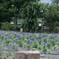 ハーブ庭園旅日記の写真_629264
