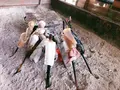 奥阿蘇田楽の写真_630123
