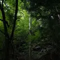 スッカン沢の写真_630304