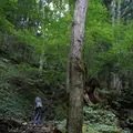 スッカン沢の写真_630308