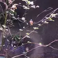 アクアマリンいなわしろカワセミ水族館の写真_630760