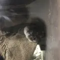 アクアマリンいなわしろカワセミ水族館の写真_630761