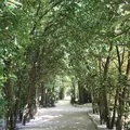 備瀬のフクギ並木の写真_632677