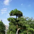 上野恩賜公園（上野公園）の写真_634191