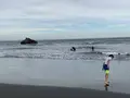 大磯海水浴場の写真_634998
