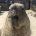 ハーベストの丘の写真_637659