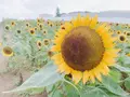 あわじ花さじきの写真_641596